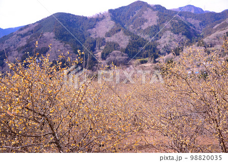 神奈川県松田町の寄(やどりき)ロウバイ園 神奈川県松田町の寄(やどりき)ロウバイ園 98820035