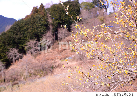 神奈川県松田町の寄(やどりき)ロウバイ園 98820052