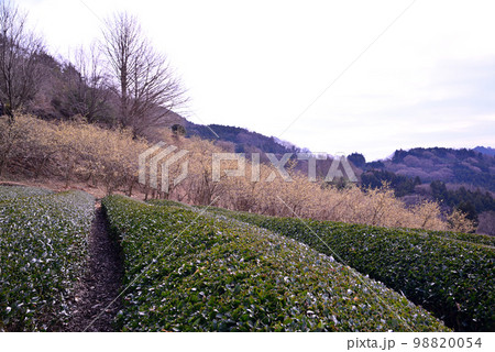 神奈川県松田町の寄(やどりき)ロウバイ園 98820054