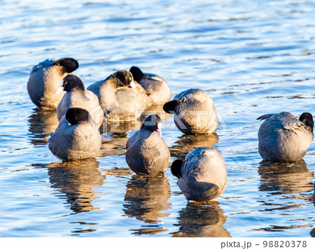 冬の越辺川の野鳥のいる景色 カモとオオバンの群れ 冬の越辺川の野鳥のいる景色 カモとオオバンの群れ 98820378
