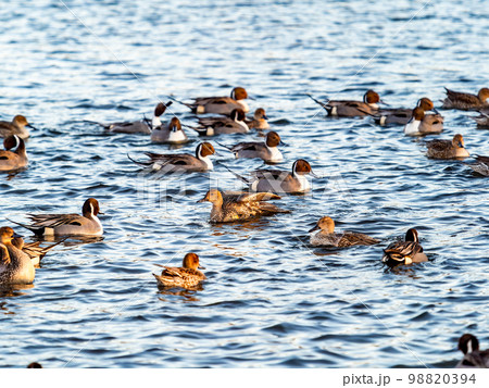 冬の越辺川の野鳥のいる景色　カモとオオバンの群れ 98820394