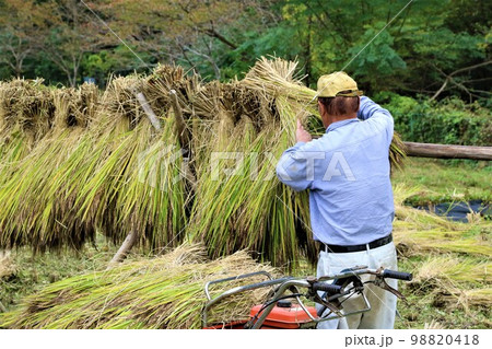 ゆずの里毛呂山町の里山で黒く実った古代米を稲架掛けに掛ける農民の風景 98820418