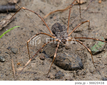 オオヒラタザトウムシ オオヒラタザトウムシ 98820438