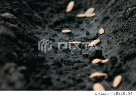 Farming seeds soil ground. Row seed sowing. Seeding plant soil furrows garden soil earth garden dirt. Closeup. Organic agriculture. Planting crops. Planting seedlings growing vegetables farming garden 98820554