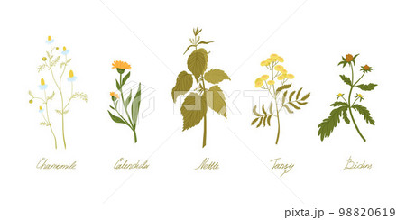 Set of wild field herbs with names written in...のイラスト素材 ...