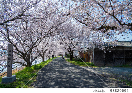 岡山県の桜の名所・井原堤　二キロ続く桜のトンネルは憩いの散歩道 98820692