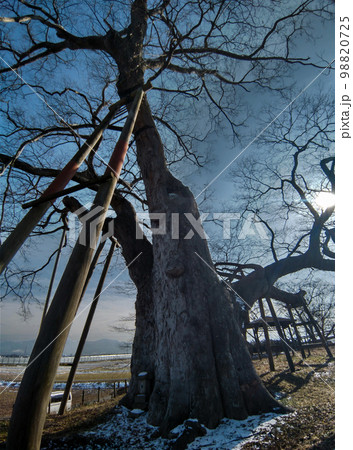 福島県会津若松市高瀬の大ケヤキ 98820725