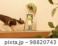カエルと猫 98820743
