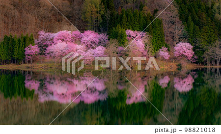 中綱湖の桜 中綱湖の桜 98821018