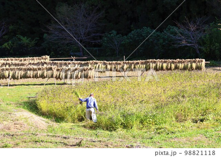 ゆずの里毛呂山町の里山で黒く実った古代米の稲刈りをする農民と稲架掛けのある風景 ゆずの里毛呂山町の里山で黒く実った古代米の稲刈りをする農民と稲架掛けのある風景 98821118