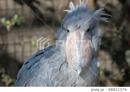 ハシビロコウ 98821374