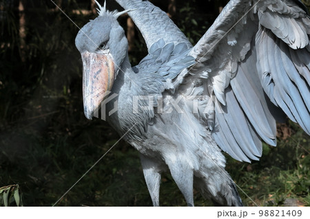 ハシビロコウ ハシビロコウ 98821409