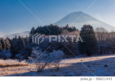 （静岡県）冬の小田貫湿原　富士山 98821443