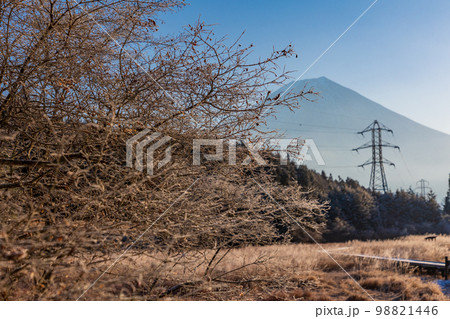 （静岡県）冬の小田貫湿原　富士山 98821446