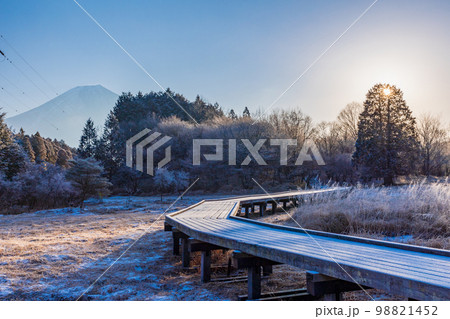 (静岡県)冬の小田貫湿原 富士山 (静岡県)冬の小田貫湿原 富士山 98821452
