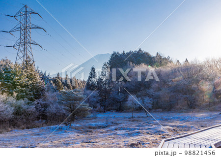 （静岡県）冬の小田貫湿原　富士山 98821456