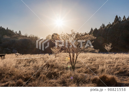 （静岡県）冬の小田貫湿原 98821558