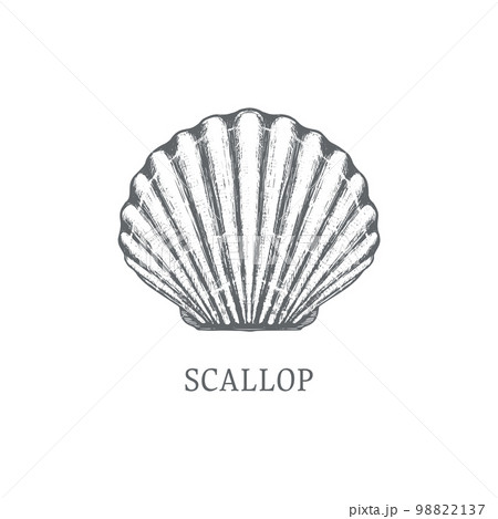 Scallop vector sketch. shell 98822137
