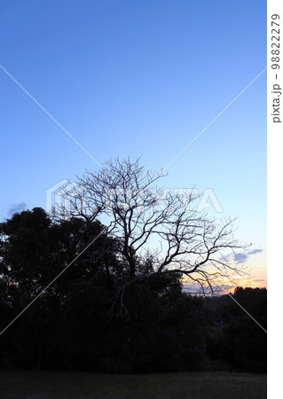 夕暮れの空 夕陽 木 夕暮れの空 夕陽 木 98822279