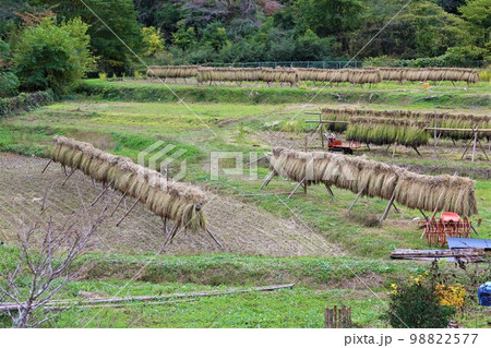 ゆずの里毛呂山町の里山で撮影した黒く実った古代米の稲架掛け風景 98822577
