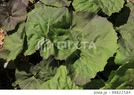 フキの葉 フキの葉 98822584