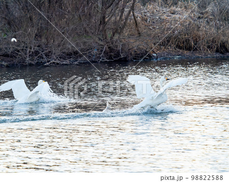 夕方の越辺川の営巣地に戻ってきたコハクチョウの家族 98822588
