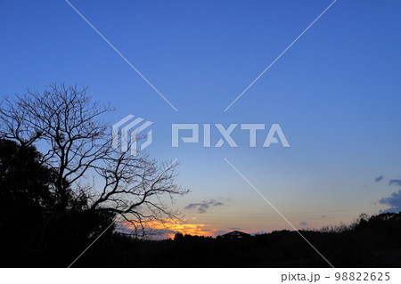 夕暮れの空　夕陽　木 98822625