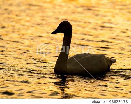 夕焼けの越辺川で優雅に過ごすコハクチョウのシルエット 98823138