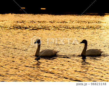 夕焼けの越辺川で優雅に過ごすコハクチョウのシルエット 98823148