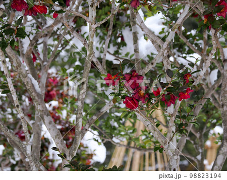 雪椿のある風景 98823194