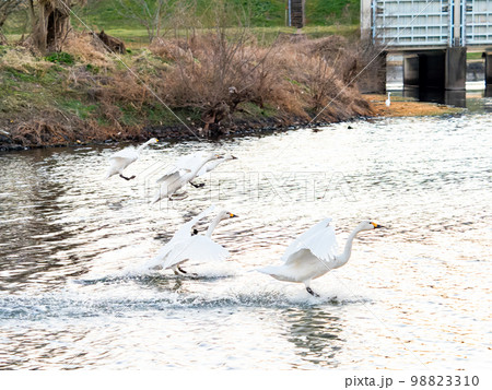 夕方の越辺川の営巣地に戻ってきたコハクチョウの家族 夕方の越辺川の営巣地に戻ってきたコハクチョウの家族 98823310