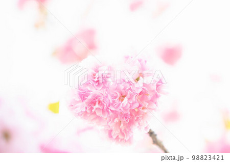 華やかな八重桜 98823421
