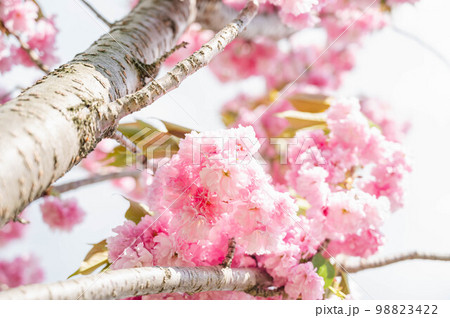 見上げた八重桜 98823422