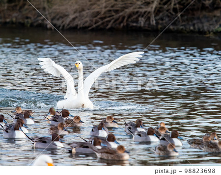 夕方の越辺川の営巣地に戻ってきたコハクチョウの家族 98823698