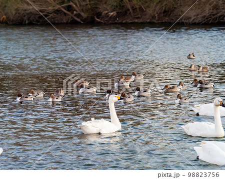 夕方の越辺川で優雅に過ごすコハクチョウ 夕方の越辺川で優雅に過ごすコハクチョウ 98823756