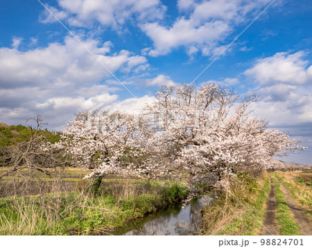 用水路の土手に咲くソメイヨシノ【今井の桜】 98824701