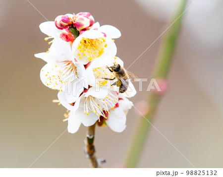新春に咲き始めた美しい梅の花　白梅とミツバチ 98825132