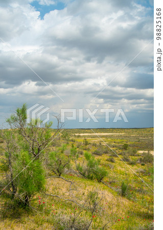Green flowering bushes grow on the dunes of the Kyzylkum desert in Kazakhstan. Sand dunes in early spring with green grass 98825168