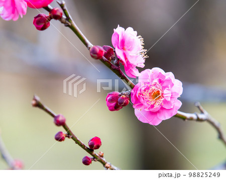 新春に咲き始めた美しい梅の花　紅梅 98825249