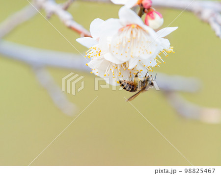 新春に咲き始めた美しい梅の花　白梅とミツバチ 98825467