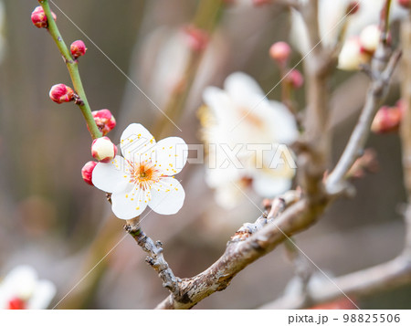 新春に咲き始めた美しい梅の花 白梅 新春に咲き始めた美しい梅の花 白梅 98825506