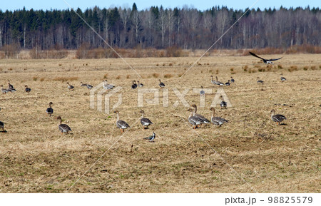 spring time  of migratory geese 98825579