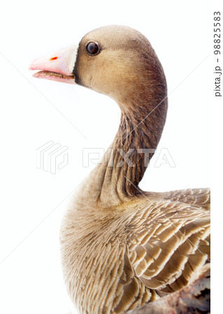 Portrait of white-fronted goose on white background. 98825583