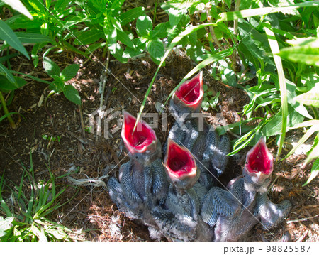 Red hungry drinks 1 Red hungry drinks 1 98825587