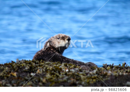 sea beaver sea beaver 98825606