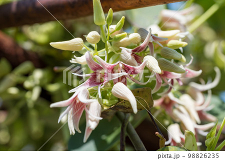 満開のムベの花、常葉通草 98826235