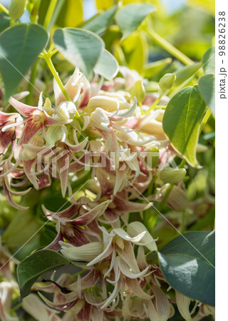 満開のムベの花、常葉通草 満開のムベの花、常葉通草 98826238