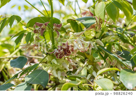 満開のムベの花、常葉通草 満開のムベの花、常葉通草 98826240