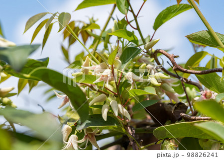 満開のムベの花、常葉通草 98826241
