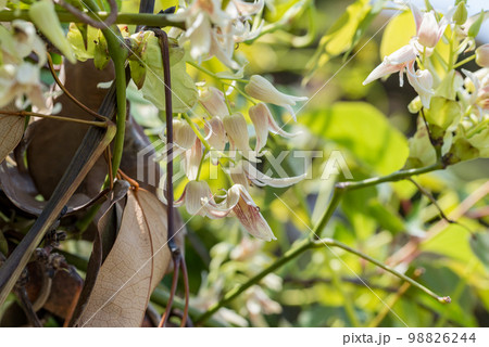 満開のムベの花、常葉通草 98826244